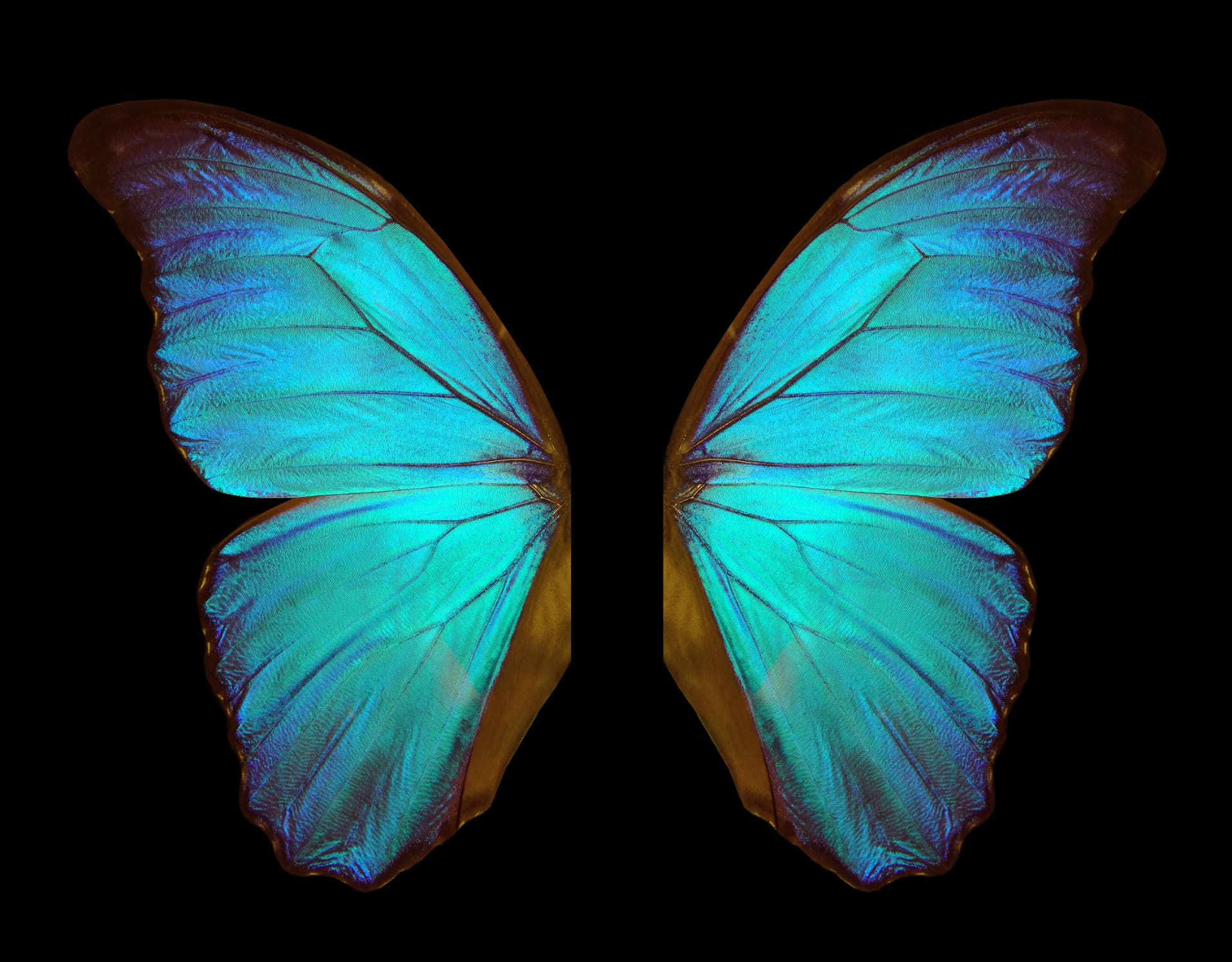 Two iridescent turquoise morpho butterfly wings shown as a specimen against black