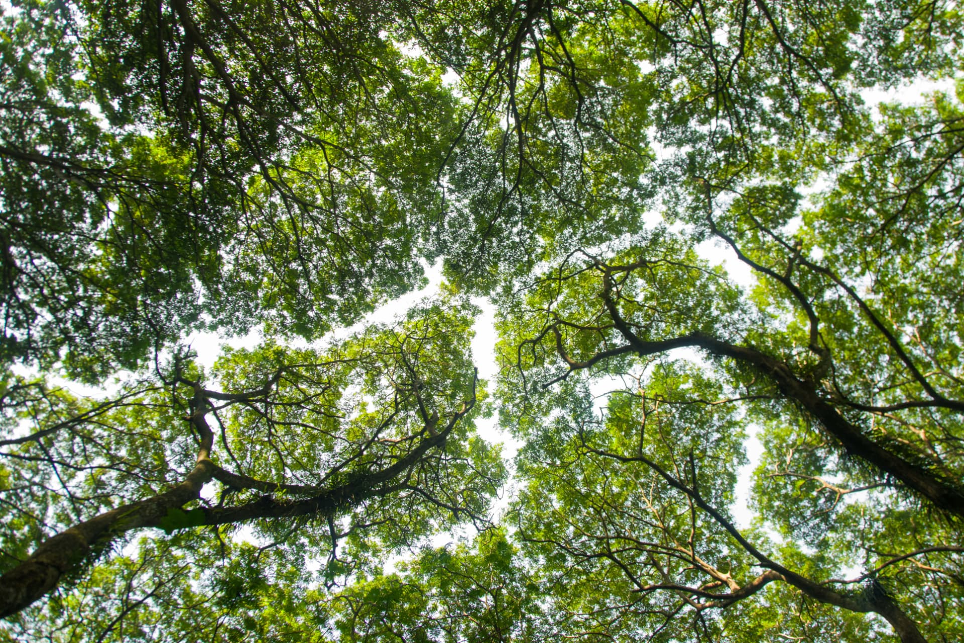 Interlacing branches and green tree canopy viewed against channels of pale sky